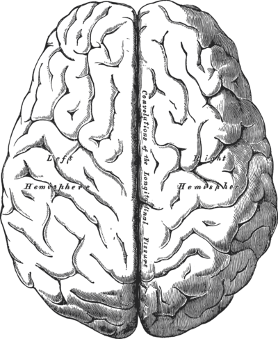 Gray intricate, vintage-style brain illustration