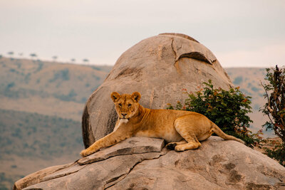 A female lion lounging on a rock