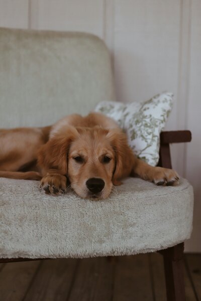 amy-humphries-TMEAnIqJHYs-unsplash