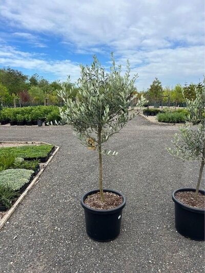Olea Europaea frantoio trees - Go Green Nurseries