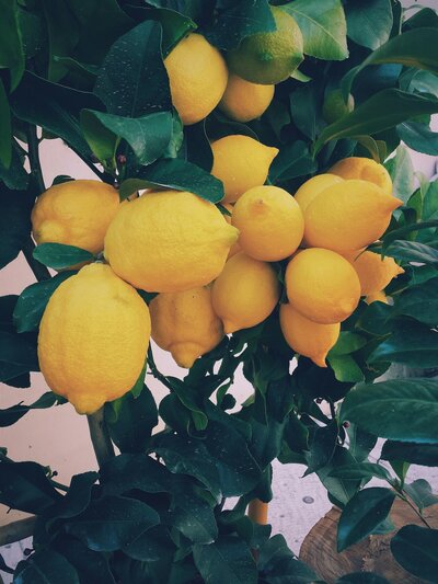 lemons on tree in italy