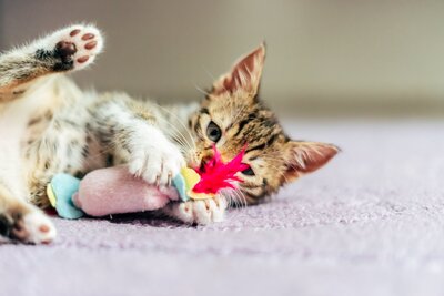 Kitten playing with feathers