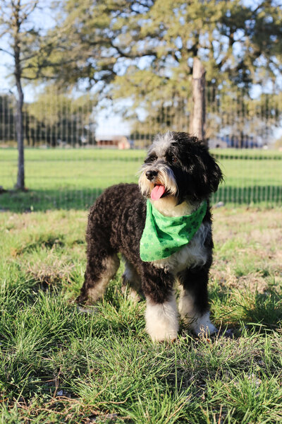 multigen bernedoodles