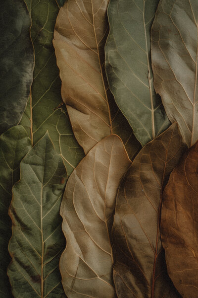 Green and brown magnolia leaves laying in a neat layer next to each other