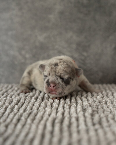 Lilac French Bulldog