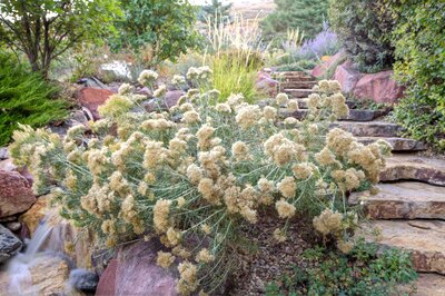 A garden showcases a bush with cream-colored blooms and a small waterfall over rocks, leading to stone steps surrounded by vibrant plants in soft lighting.