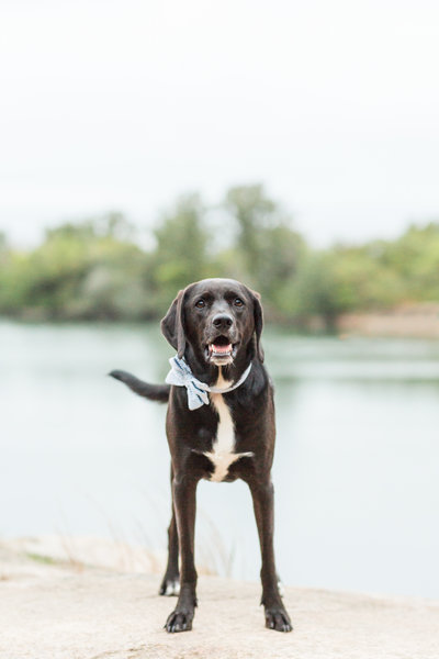 Beagle/Labrador Mix wearing a blue bow tie