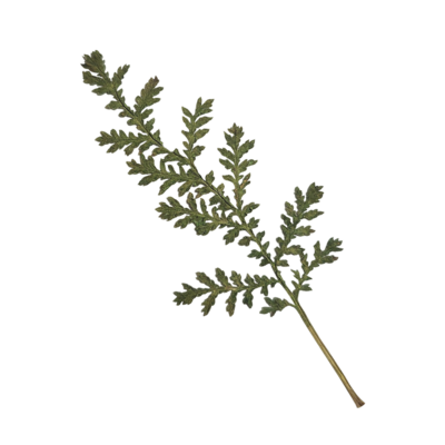 Dried Fern Graphic