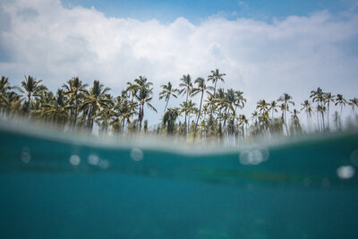 Palm trees by the ocean in Hawaii