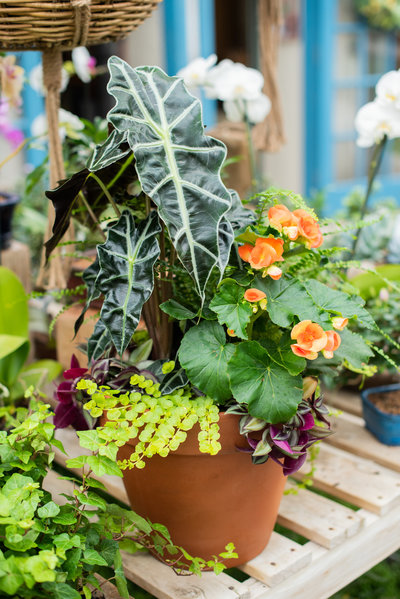 Pete's Greenhouse Landscaping Services in Amarillo, Texas will pick up your pots, create custom plant combinations tailored to their sun placement, and deliver them back to you.