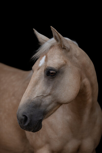 Fine-Art fotografie met paard