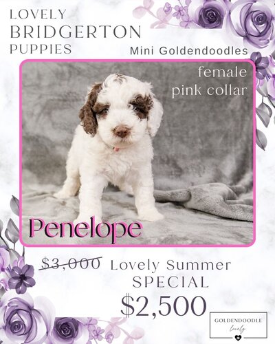 Bridgerton - Pink Penelope Female