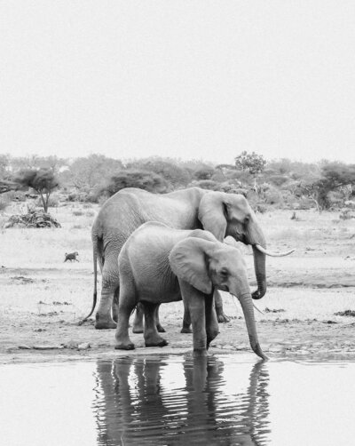 African elephants