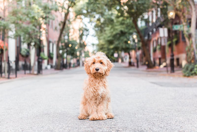 Mini Goldendoodle Puppy