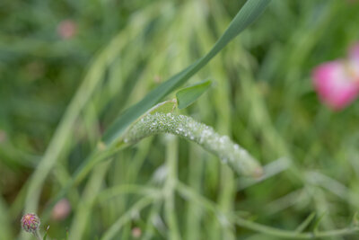 Close-up of dew drops on grass, capturing the serene beauty of nature at The Campus Alps.com, offering a peaceful environment for outdoor retreats and relaxation in the Alps.