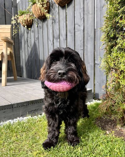A dog stands in a garden with a ball in it's mouth.