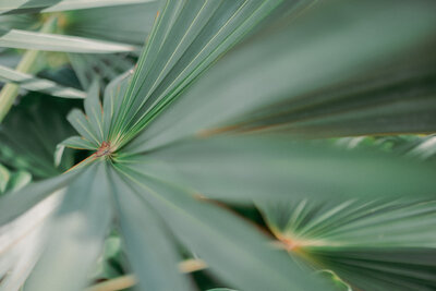 palm tree