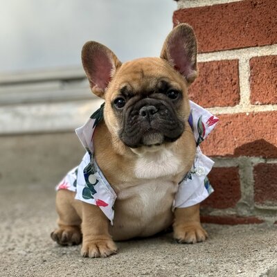 8-week-old French Bulldog puppy ready for adoption