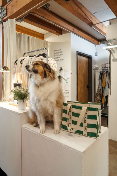 A dog sitting on the floor in a store looking happy 