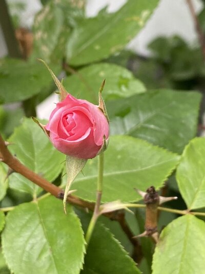 Pink flower blooming on a bush