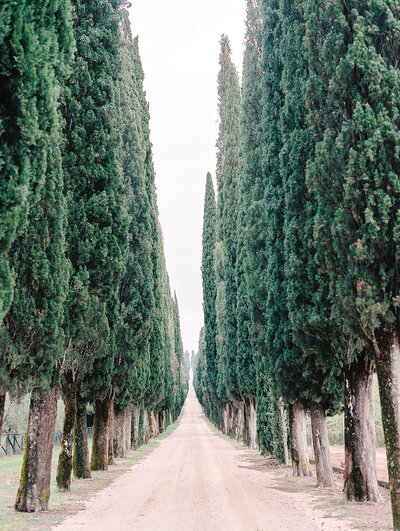Film photograph of line of Italian cypress trees in Tuscany Italy
