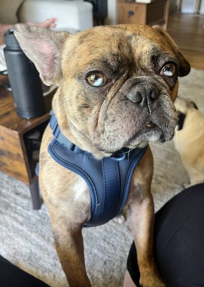 Hank (2)