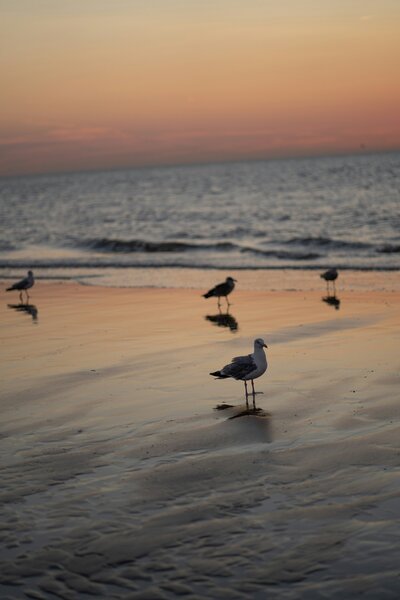 Möwen am Strand von Binz.