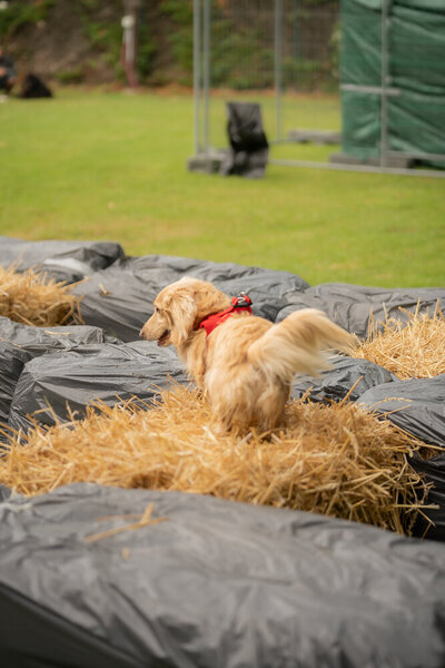 Hond neemt deel aan de Dog Games Rally Race en rust op stro tijdens Just Woofing