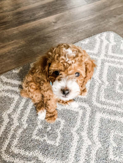 Screenshot 2024-08-27 at 1.43.01 PM