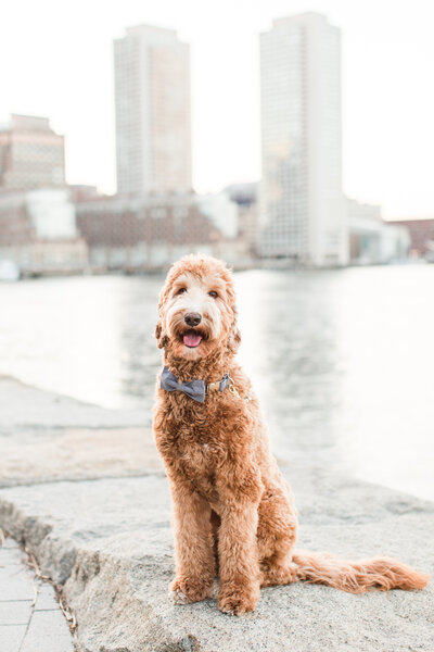 Australian Labradoodle sitting with a bow tie in Boston city