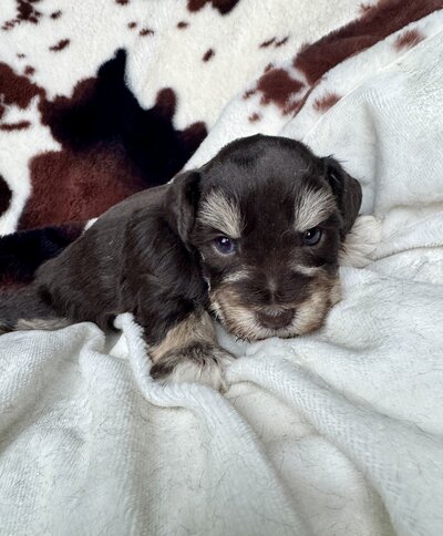 Liver Tan Female Miniature Schnauzer Puppy for sale