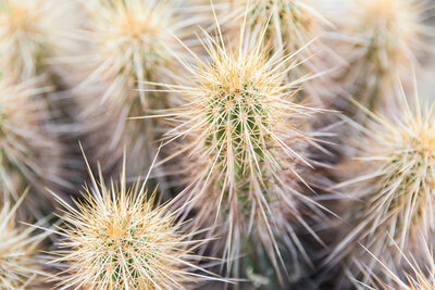 Arizona desert cactus closeup print