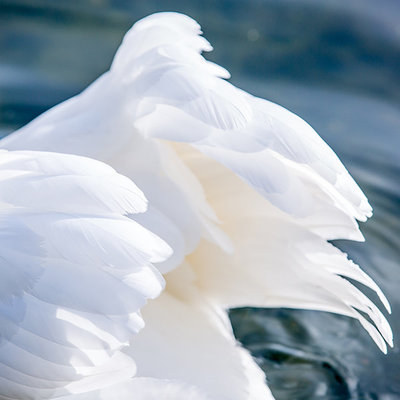 A white swan swims in the Seine River