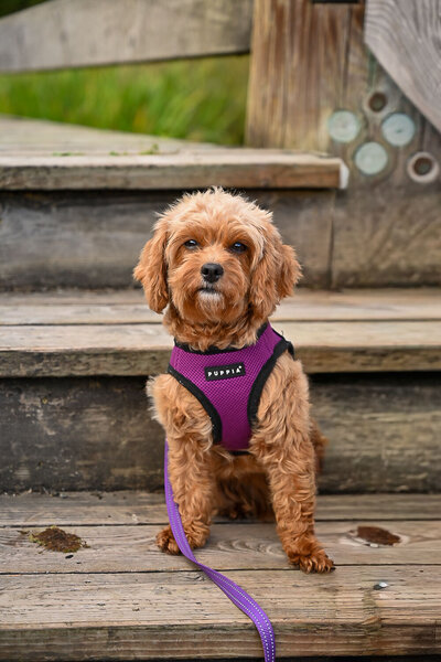 Heavenly Puppies to Love Cavapoo, Cockapoo, and Maltipoo Puppies Photo Sep 21 2025, 6 03 27 PM36
