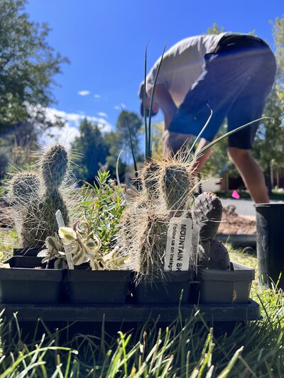 A gardener tends to outdoor plants, with cacti and succulents in black trays in the foreground and a clear blue sky above.