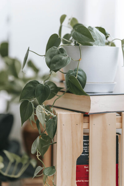 Plant with leaves on stacked books