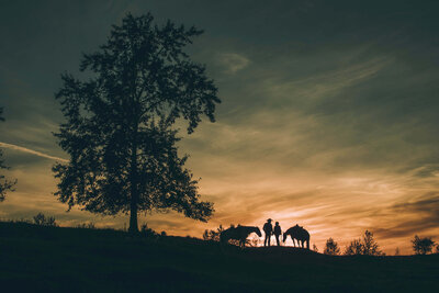 silhouettte of couple at sunset with horses and large tree