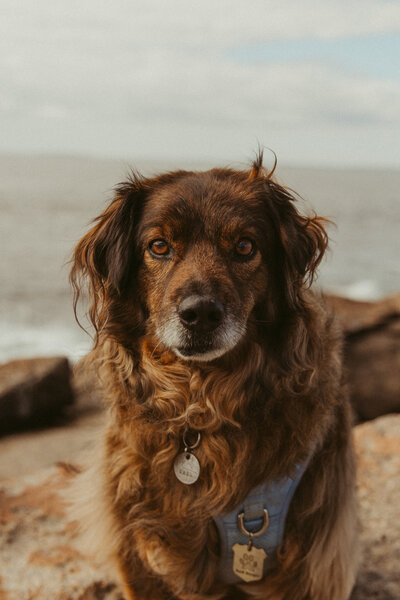 photo of brown and tan dog