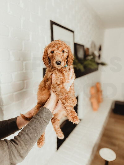 Red Apricot Moyen Poodle-1