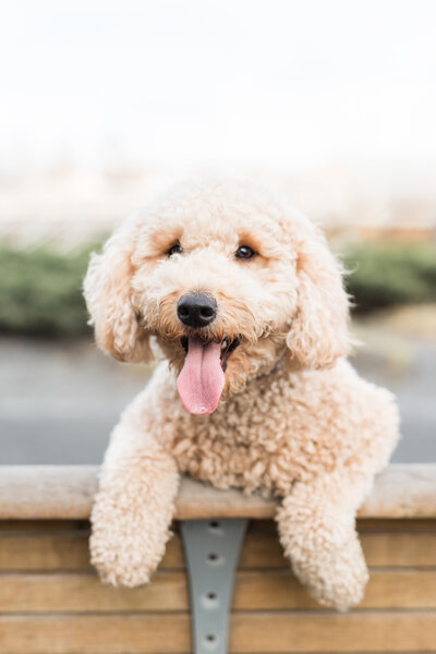light colored goldendoodle sitting on bench