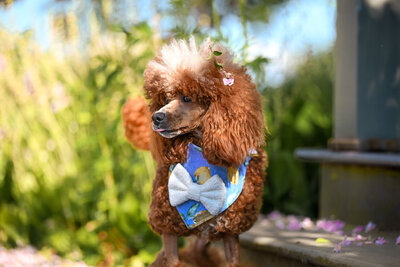 Heavenly Puppies to Love Cavapoo, Cockapoo, and Maltipoo Puppies Photo Jun 01 2025, 5 21 45 PM23