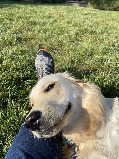 Golden Retriever happy in the sun