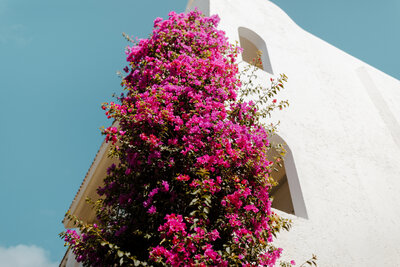 Vibrant pink bougainvillea climbing up a white stucco building under the blue Cancun sky.