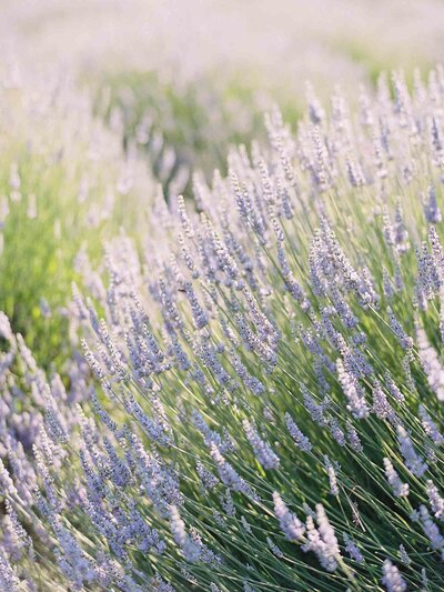 Real-Wedding-Woodinville-Lavender-Shaunae-Teske-19