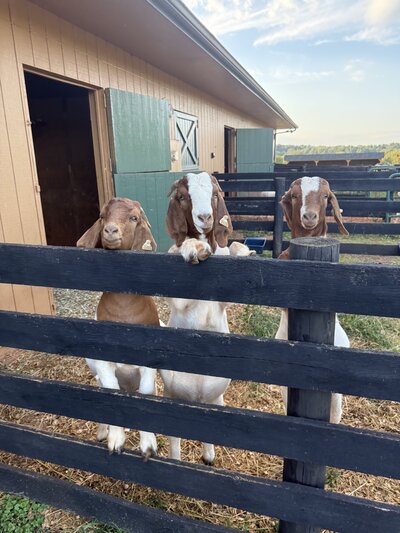 farm animals for wedding photos