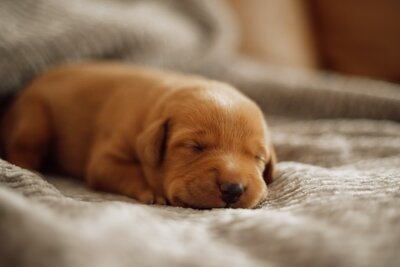 Puppy Litter Image 3