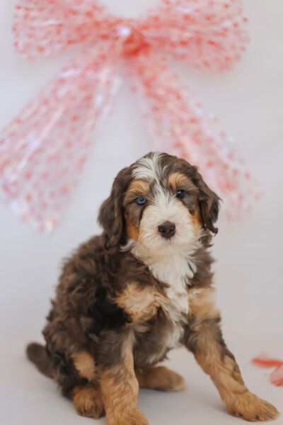 blue eyed bernedoodles for sale