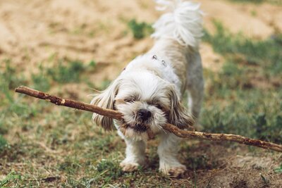 puppy-7543571
