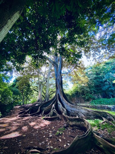 Nature grounding exercise with trees