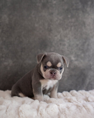 Available French Bulldogs